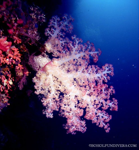 softcoral-tree-on-wall