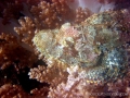 46-scorpion-fish