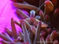 anemone-shrimp