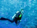 balicasag-island-diver-and-jacks