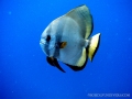 batfish-int-he-blue