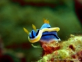 chromodoris-annae1