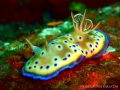 chromodoris-kuniei2