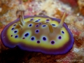 chromodoris-kuniei6