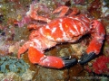 crab