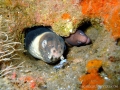 eel11