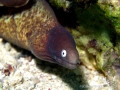 eel3