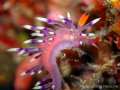 flabellina-exoptata4