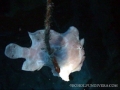 frog-fish-holding-lopesqwrk