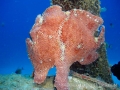 frog-fish-sq2