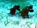 frogfish-dancing3