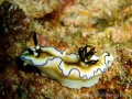 glossodoris-atromarginata3