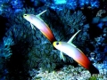 goby-fire3