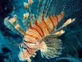 lionfish