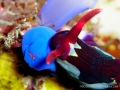 nembrotha-chamberlaini1