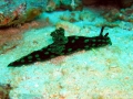 nembrotha-cristata4