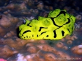 notodoris-minor1