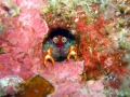p1290119