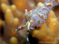 pteraeolidia-ianthina7
