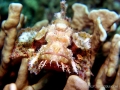 scorpion-fish2