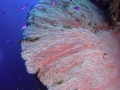 seafan-on-wall