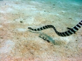 seasnake3