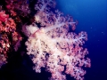 softcoral-tree-on-wall