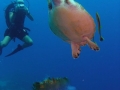 turtle-with-diver-3