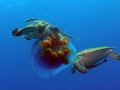 tutle2