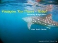 whaleshark-1-alona-jan-01-2010