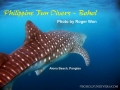 whaleshark-2-alona-jan-01-2010