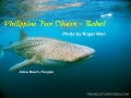 whaleshark-3-alona-jan-01-2010