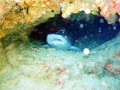 white-tip-at-divers-heaven