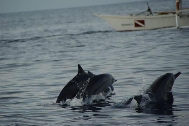dolphins-3