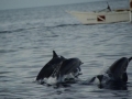 dolphins-3